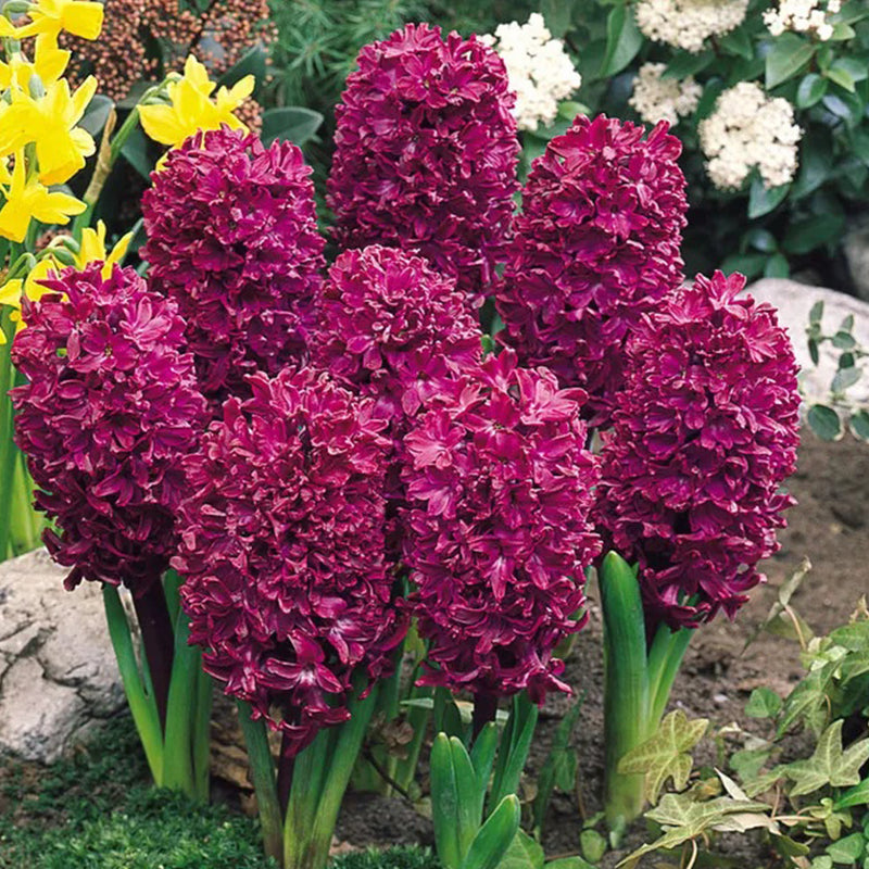 Mixed Color Hyacinth Seeds