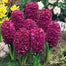 Mixed Color Hyacinth Seeds