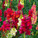 Mixed Color Cut Snapdragon flower Seeds