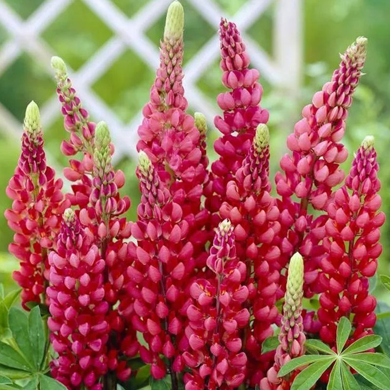 Mixed color Lupine Seeds