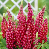 Mixed color Lupine Seeds