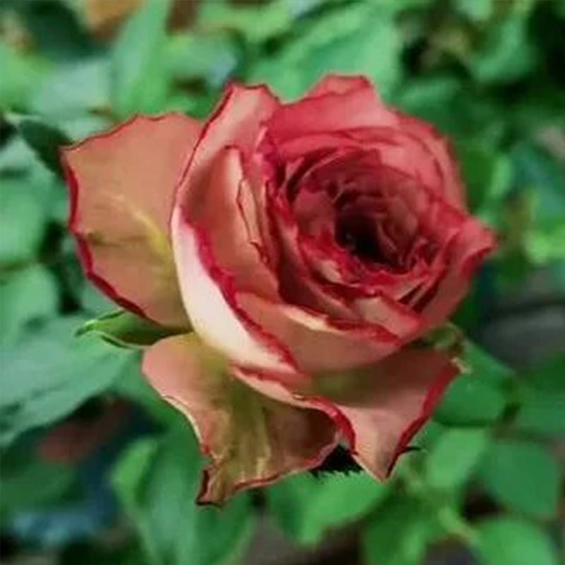Japanese rare 'British Beats' shrub rose Seeds