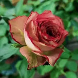Japanese rare 'British Beats' shrub rose Seeds