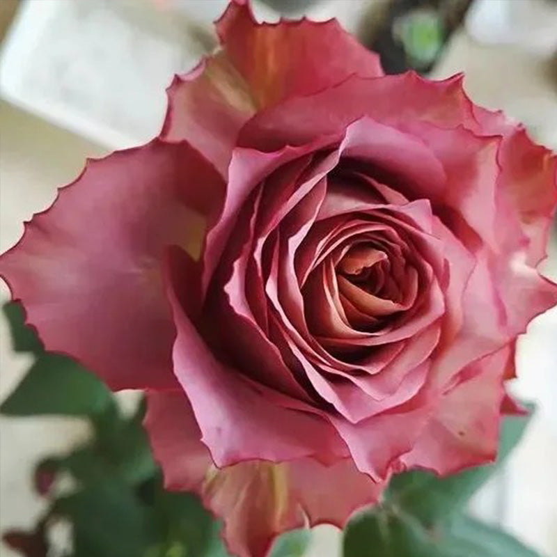 Japanese rare 'British Beats' shrub rose Seeds