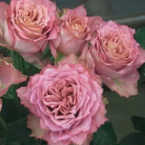 Japanese rare 'British Beats' shrub rose Seeds