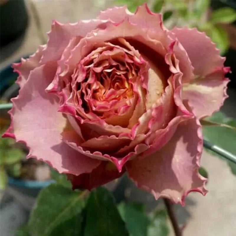 Japanese rare 'British Beats' shrub rose Seeds