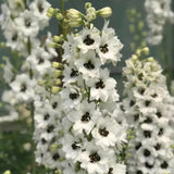 Delphinium Seeds Suitable for autumn & winter