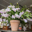 Orquídea pinza de cangrejo: la guinda del pastel