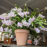 Orquídea pinza de cangrejo: la guinda del pastel