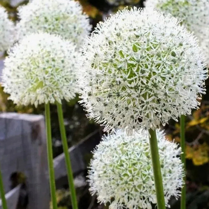 Semillas de plantas de bonsái de Allium gigante para jardín al aire libre, hermosas flores