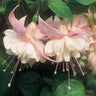 Fuchsia Flowers Seeds Dancing Elf Bonsai
