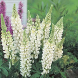 Mixed color Lupine Seeds
