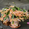 Orquídea pinza de cangrejo: la guinda del pastel