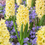 Mixed Color Hyacinth Seeds