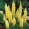 Mixed color Lupine Seeds