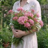 Swamp Milkweed Seeds Perennial Tall Single for Butterfly Gardens