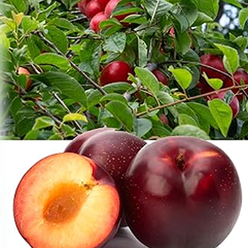 Semillas de ciruelo rojo americano para plantar, nombre botánico: Prunus americana, excelente regalo para el jardín de su casa