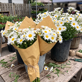 Silver Princess Daisy Seeds Perennial Compact Single for Cottage Gardens