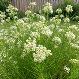 Whorled Milkweed Seeds Perennial Compact Single for Borders