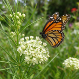 Whorled Milkweed Seeds Perennial Compact Single for Borders
