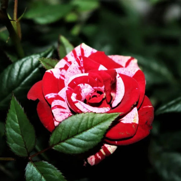 Rose red white Miniature Rose