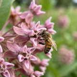 Common Milkweed Seeds Perennial Tall Single for Butterfly Gardens
