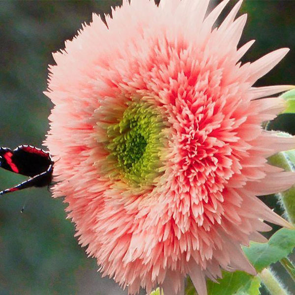 Pink Pooh Sunflower Seeds