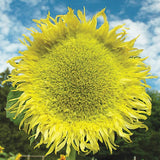 Sunflower, Zeus Hybrid Seeds