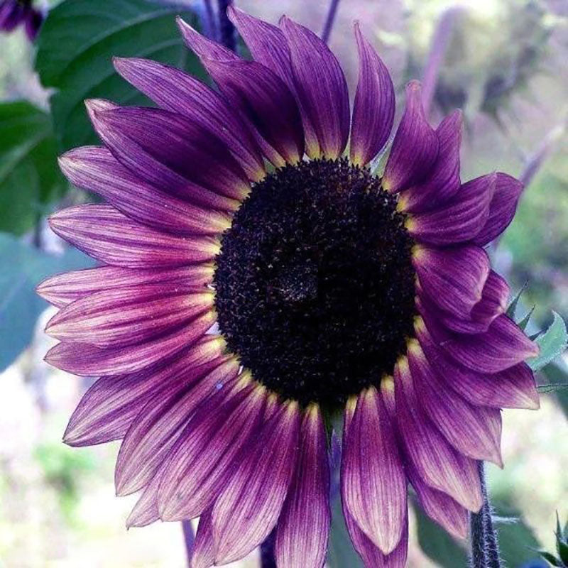 Rare Color Purple Sunflower