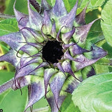 Sunflower Seeds - SunFill Purple