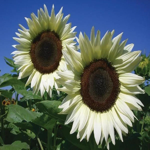 Italian White Sunflower Seeds