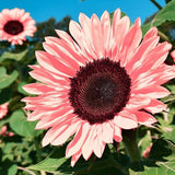 Midnight Oil Pink Sunflowers Seeds