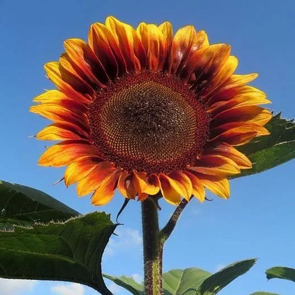 Sunflower Seeds - Floren