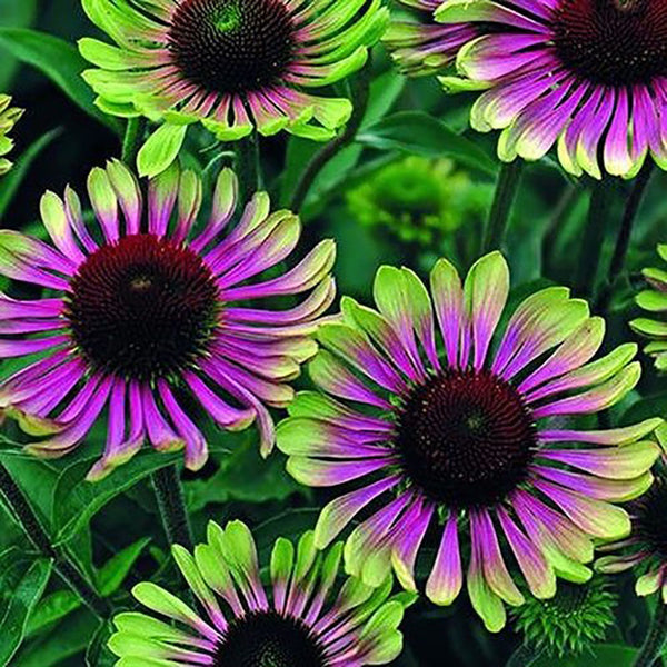 Cyberpunk Hybrid Sunflower Seeds