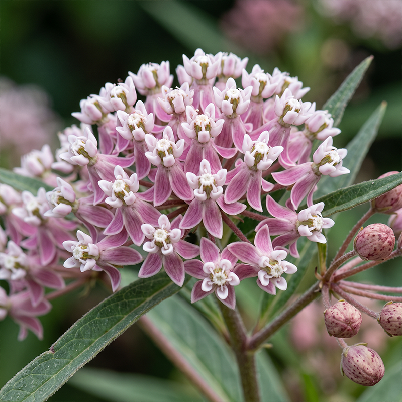 Narrowleaf Milkweed Seeds Perennial Tall Single for Butterfly Gardens