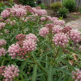 Narrowleaf Milkweed Seeds Perennial Tall Single for Butterfly Gardens