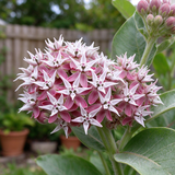 Showy Milkweed Seeds Perennial Tall Single for Butterfly Gardens