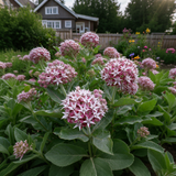 Showy Milkweed Seeds Perennial Tall Single for Butterfly Gardens