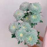 Crisantemo peonía verde raro