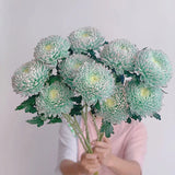 Crisantemo peonía verde raro