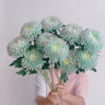 Rare Peony Chrysanthemum