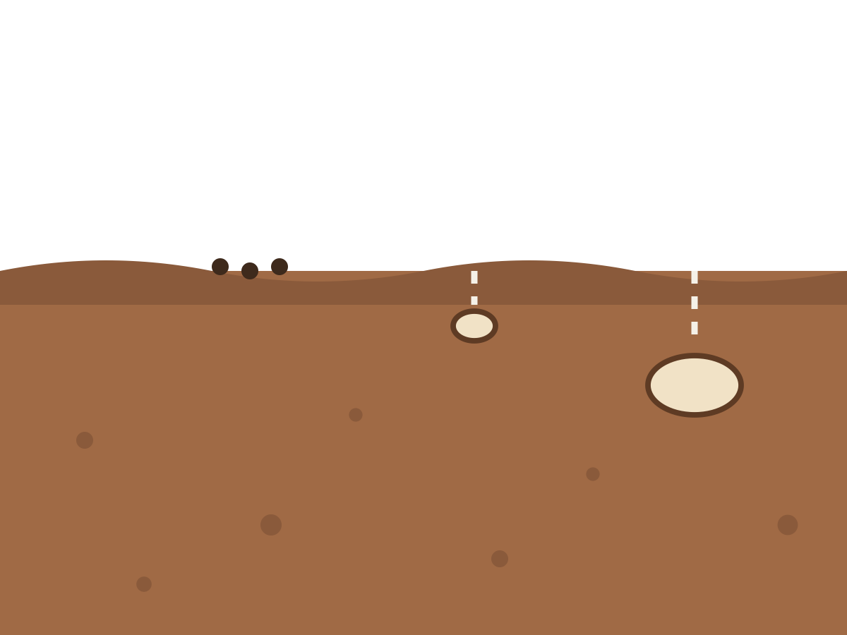 Seeds placed at different depths in soil