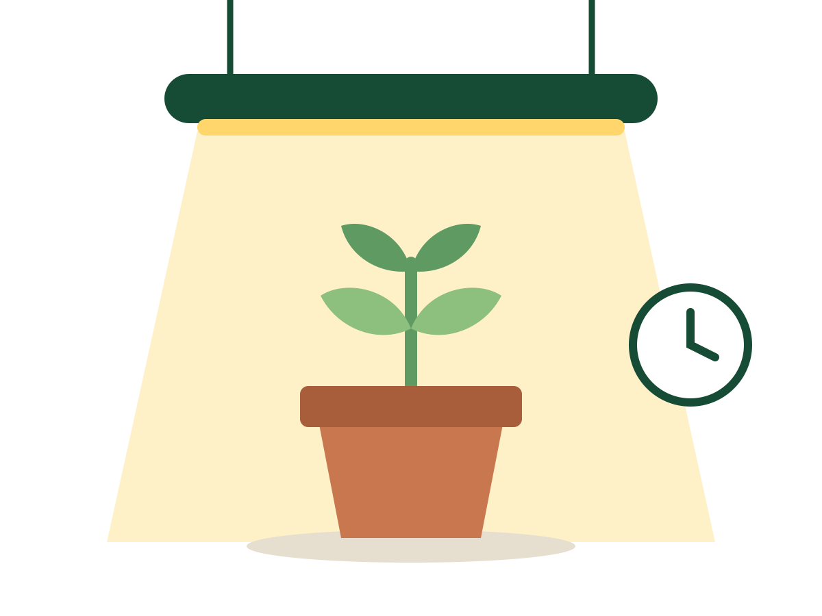 A seedling growing beneath a light