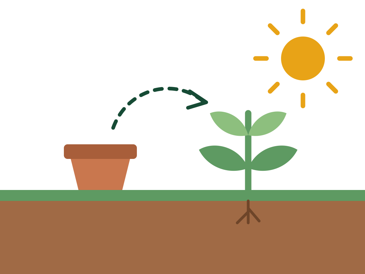 A young plant being moved from a pot into garden soil