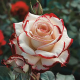 Rare Blue Moon Rose & Multi-Colored Petal Lace Rose Seeds