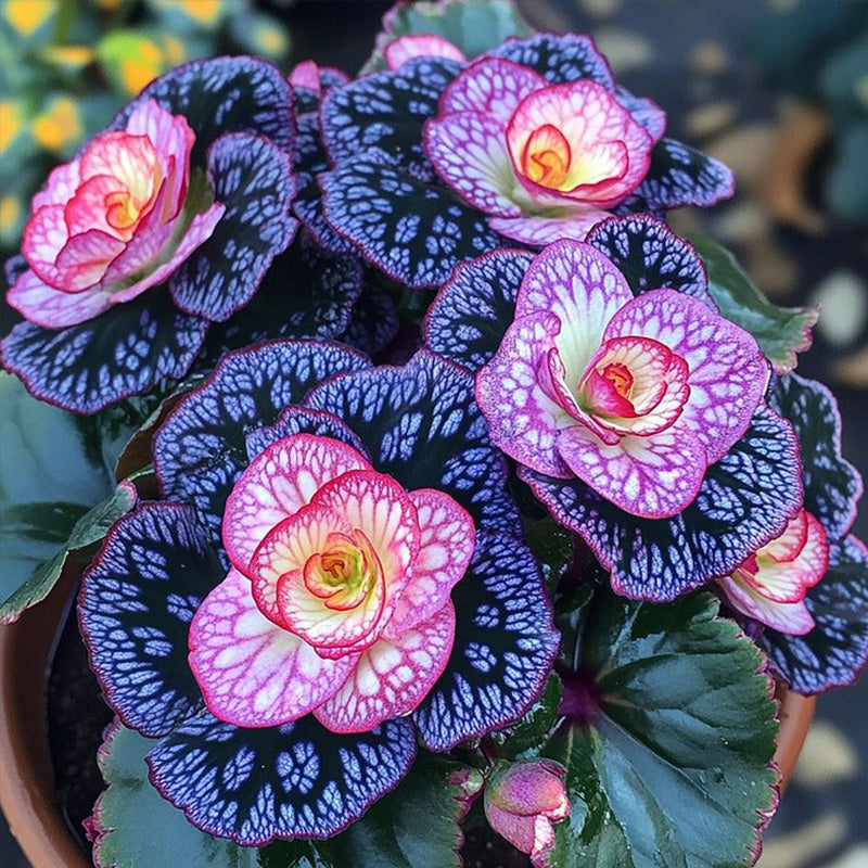 Painted Begonia Seeds