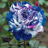 Starlight Mottled Rose Seeds- Rare Multicolor