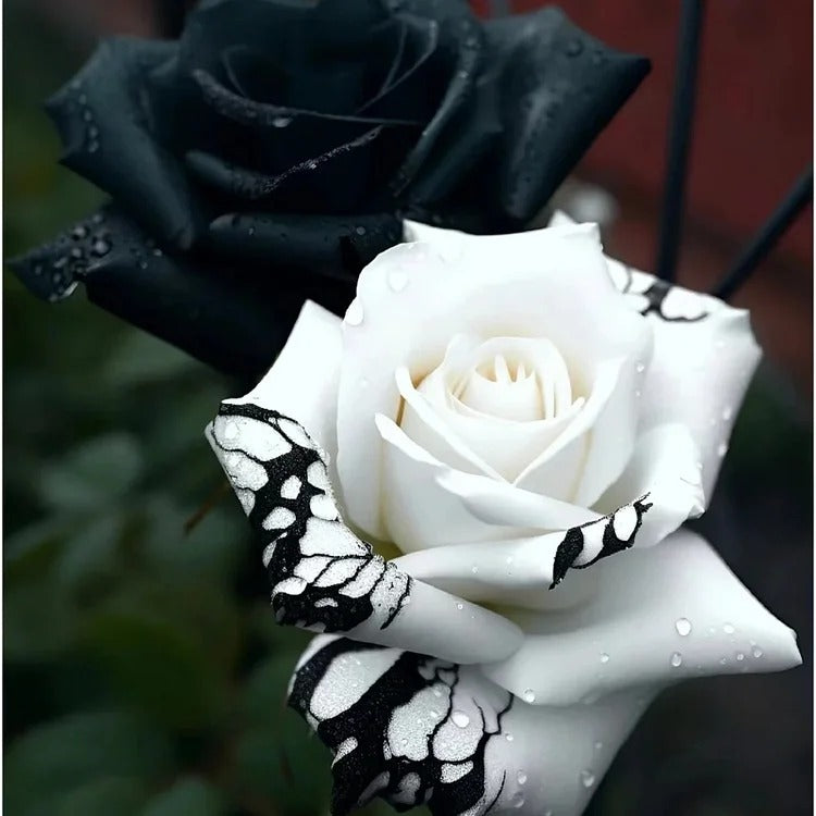 Black&White Kuyla Twin Roses Seeds