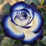 Rare Blue Moon Rose & Multi-Colored Petal Lace Rose Seeds