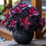 Rare Galaxy Polka Dot Begonia Seeds